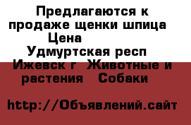 Предлагаются к продаже щенки шпица › Цена ­ 25 000 - Удмуртская респ., Ижевск г. Животные и растения » Собаки   